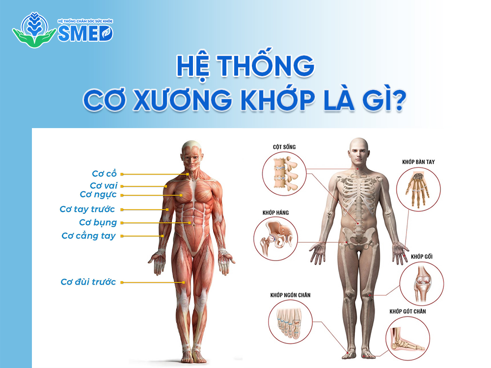 Khái niệm về hệ thống cơ xương khớp 